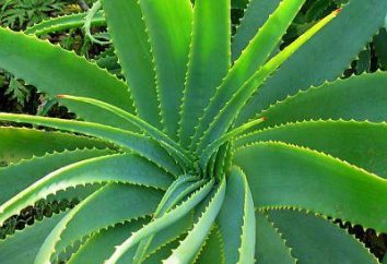 Aloe vera roślin. Właściwości lecznicze unikalnego liści
