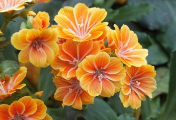 Levisa charme de fleurs – plantation et les soins