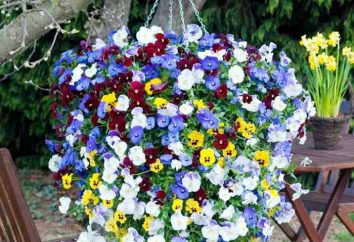 La scelta di un vasi sospesi per i fiori