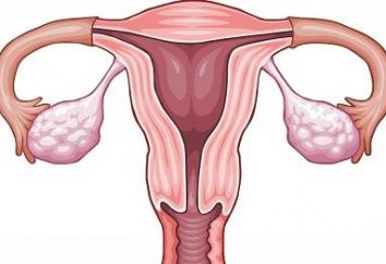 Come determinare il periodo di ovulazione?