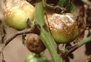 peronospora sui pomodori: i metodi di controllo e prevenzione