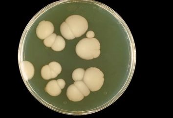 Como tratar uma infecção por fungos durante a gravidez: por que precisamos e como fazê-lo da forma mais segura e eficiente