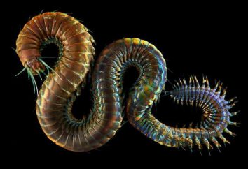 Nereida, gusano de mar: Descripción