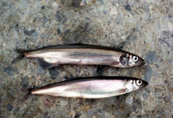 Fish uek (capelin): description, habitats, importance économique