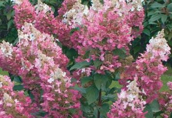 Hydrangea Pink Diamond – decorazione del giardino ornamentale
