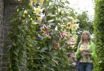 Lilies (alberi): semina e cura, che crescono in campo aperto