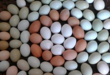 Transformación de huevos antes de su almacenamiento. Las instrucciones para el manejo de los huevos, desinfectantes recomendados