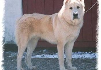 Asian Shepherd Dog – keine leichte Rasse