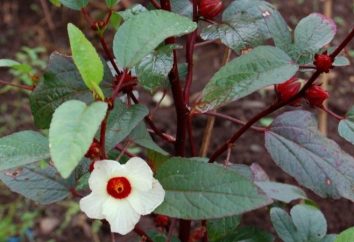 Hibiscus, sudanesische Rose, Rosella, Hibiskus – verschiedene Namen von Nutzpflanzen