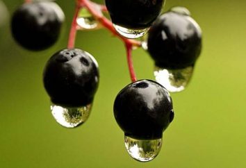 Nazwy czarnych jagód, użytecznych i niebezpiecznych dla zdrowia
