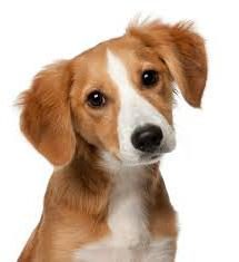 Zapalenie trzustki u psów: Objawy i leczenie, Żywność