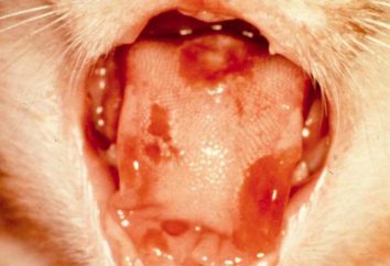 stomatiti cancrena nei gatti: cause, sintomi, trattamento