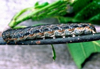 Caterpillar cutworm – parasites très voraces