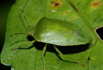 Verde giardino bug. Foto. Come sbarazzarsi del parassita?