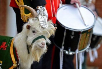 El origen y el significado de la fraseología "retirado goat drummer"