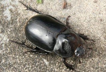 Czarny Beetle: medic wysłany natura