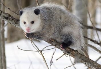 Opis gatunku: Opossum