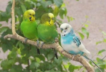Che per alimentare un pappagallino ondulato e come prendersi cura di loro