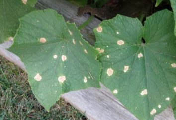 Des taches blanches sur les feuilles de concombre: Y at-il une source de préoccupation?