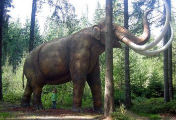 Mammoth – Mammoth es … historia. Como mamuts cazados?