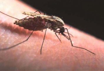 "Las áreas tratadas contra los mosquitos?" – buena pregunta!