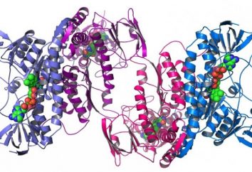 Protein Zusammensetzung: Was wissen wir über ihn?