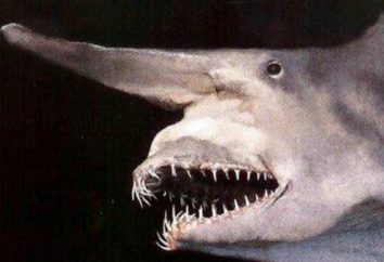 Goblin tiburón – un monstruo marino, milenios miedo sugerente de los marineros