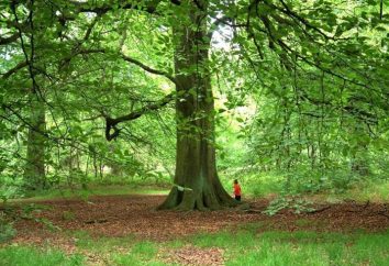 Árbol de haya – el garante del orden, de la plenitud y la fuerza en su entorno