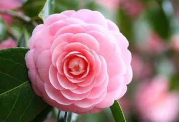 Camellia Cina: cresce a casa