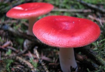 Che sogno per raccogliere i funghi? interpretazioni diverse