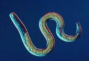 Nématode parasite chez l'homme: symptômes et traitements