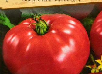 Pomidor „Big Mama”: opinie, zdjęcia, charakterystyka, wydajność