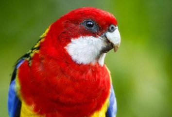 Papagaio malhada Rosella: Descrição, especial cuidado e manutenção