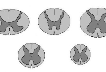 Los segmentos de la médula espinal. la función de la médula