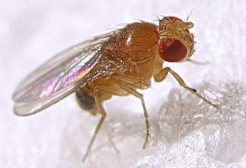 Chi sono Drosophila? Come appaiono le mosche in casa?
