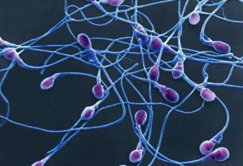 "O princípio do esperma": psicologia fascinante