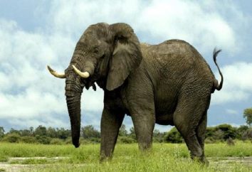 Quel est le poids d'un éléphant? Presque autant que 4 ou 18 rhinocéros zèbres