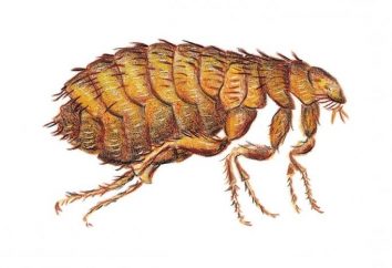 Con cuidado, las pulgas en la casa! Algunos consejos sobre cómo deshacerse de las pulgas en una casa particular