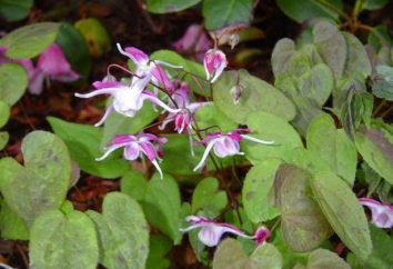 Goryanka grandiflora: Opis właściwości lecznicze