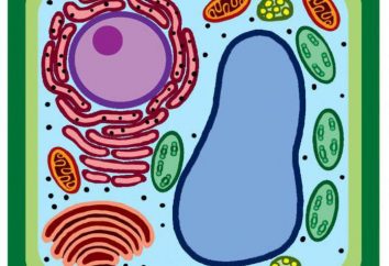 Ciò che è diverso dalla pianta cellula batterica: caratteristiche strutturali e di funzionamento