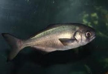 Profonda pesce giperoglif: Descrizione e caratteristiche