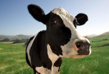 Wie viel Milch gibt eine Kuh einen Tag – Rate und Aufzeichnungen