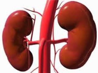 Riñones – que … ¿Dónde el riñón del hombre? enfermedad renal – síntomas
