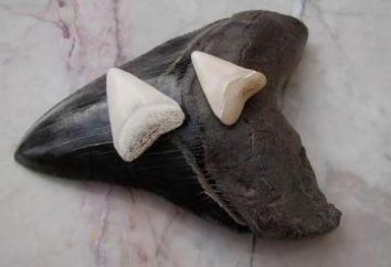 Tubarão mais antiga do mundo – Megalodon
