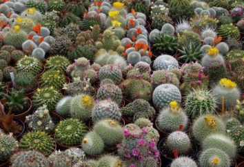 Powielanie Porady kaktusy ogrodnik
