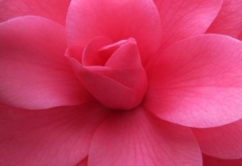 Fleur rose – la meilleure zone de décoration