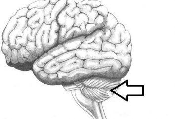 Gehirn Cerebellum. Struktur und Funktion des Kleinhirns