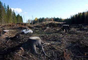 Artikel 260 des Strafgesetzbuches: illegale Abholzung von Waldbeständen