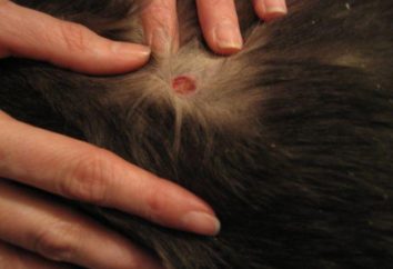 Ringwurm in einer Katze: Symptome und Behandlung