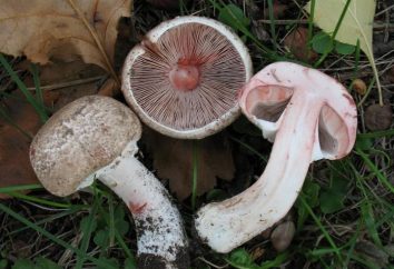 Una varietà di funghi – come distinguere i funghi commestibili e velenosi?